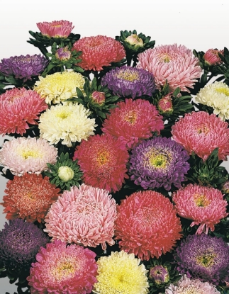 Picture of Aster - Matador